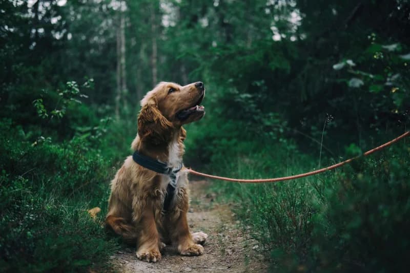 9 Spectacular Side Gigs For Animal Lovers
